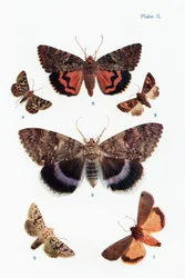 Different types of moths, illustration from the book Butterflies, Moths and Other Insects and Creatures of the Countryside, published 1927
